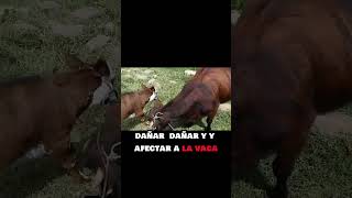 Aprovechar los Beneficios de la VACA LECHERA vaca [upl. by Nired700]