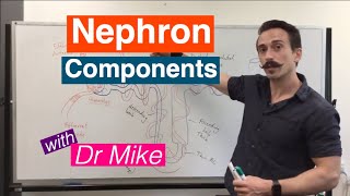 Nephron Components  Renal System [upl. by Eittak463]