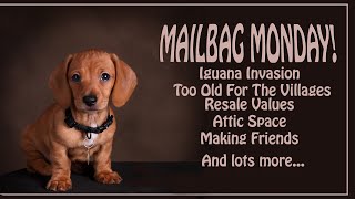 Bidding Wars Bear Wrestling Resale Values and More on Mailbag Monday [upl. by Akirat]