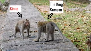 The King Samson Now Is Too Weak And Monkey Kinko Will Be Control All Monkeys In Carbzilla Group [upl. by Knarf]