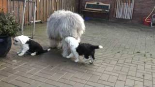 Old English Sheepdogpuppies 6 weeks playing with their father Tom [upl. by Eivlys]