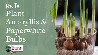 Planting Amaryllis and Paperwhite Bulbs [upl. by Claude203]