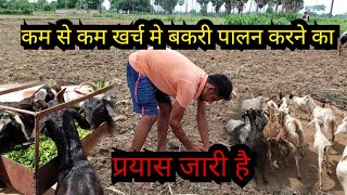 तैयारी ऐसी की असफल होने का कोई मतलब ही ना हो bakri palan kaise karen bakri ka chara farming goat [upl. by Yraeg]