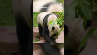 San Diego Zoo releases 1st video of pandas from China [upl. by Meadows145]