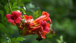 Unsere schönste Trompetenblume bei Regen und Wind in unserem Garten [upl. by Horwitz]