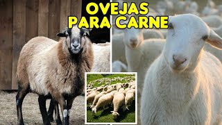 ¡CONOCIENDO LAS MEJORES RAZAS DE OVEJAS PARA CARNE ganaderias ovejasdecarne ovejas [upl. by Lietman]