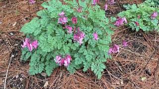 Dicentra Pink Diamonds  Garden Crossings [upl. by Nylecyoj456]