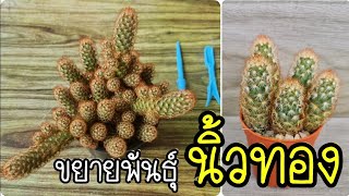 วิธีขยายพันธุ์ นิ้วทอง แคคตัส ทำง่ายๆ ได้ต้นใหม่ฟรีๆ Mammillaria Elongata Propagation [upl. by Ablasor]