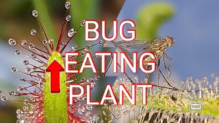 How does a sundew plant work [upl. by Alver]