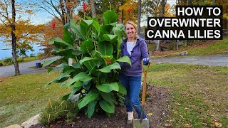 Canna Lily Winter Care  How to Store Canna Lily Rhizomes [upl. by Woo753]