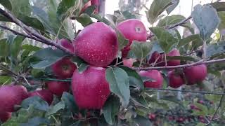 High Density apple orchard Management  important video [upl. by Basilius]