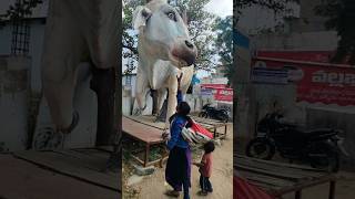 Mera Bhola Hai Bhandari Kare Nandi Ke Sawari  shortsvideo bhojpuri nandibail paswanblogs [upl. by Milburr]