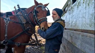 DUKES FIRST TIME SPREADING MANURE  Training Draft Horses 572 [upl. by Portugal]