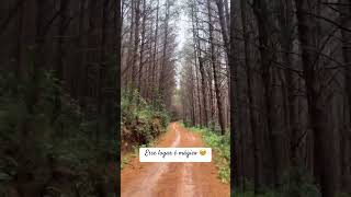 Esse lugar é mágico 🥹 monteverde bike mtb ciclismo montanhas bigbiker [upl. by Yerg133]