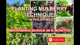 PLANTING MULBERRY TECHNIQUES IN PHILIPPINES I Planting Tips for Early Fruiting Mulberry [upl. by Samaj8]