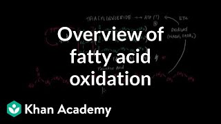 Overview of Fatty Acid Oxidation [upl. by Llenrag466]