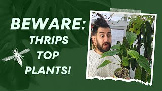 🌱 Plants Thrips Cant Resist My Top 5 🌵🔍  Thrips Choice Houseplant Edition [upl. by Towland]