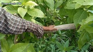 Pisonia grandis plant Cutting and Care  pisonia grandis plant  green plants 786 [upl. by Arman878]