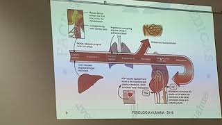 Regulación de osmolaridad y volumen del LEC parte 3 [upl. by Walters154]