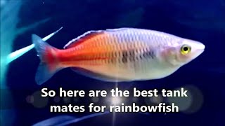 Rainbowfish tank mates  what fish can you have with rainbow fish rainbowfish compatible tank mates [upl. by Amatruda451]