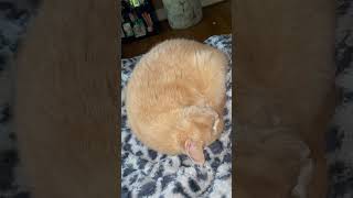 Soft Kitty Warm Kitty Little Ball of Fur softkitty cutecat cat sleepingcat [upl. by Enywad506]