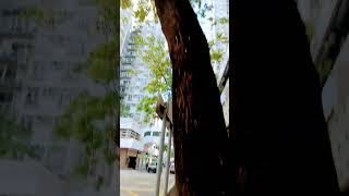 Chukrasia tabulation tree wow shortvideo [upl. by Hnahk]