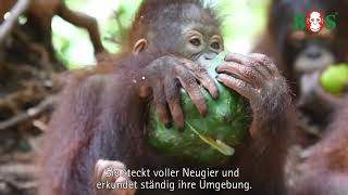 Unser neues Patentier Jeni  BOS  orangutande [upl. by Yema282]