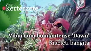 Viburnum bodnantense Dawn – Kikeleti bangita [upl. by Adok]