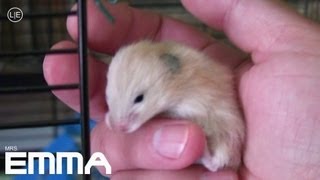 HAMSTER BABIES  so funny MrsEmmatheHamster NOMNOMNOM HD [upl. by Naget451]