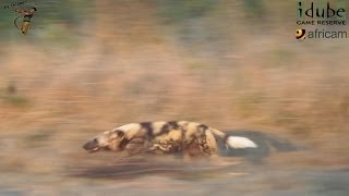 African Wild Dog Chase [upl. by Niltiac]