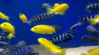 Yellow Labs Labidochromis caeruleus amp Demasoni Pseudotropheus demasoni [upl. by Hairem]