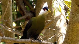 Whitecrested Turaco [upl. by Ibor]