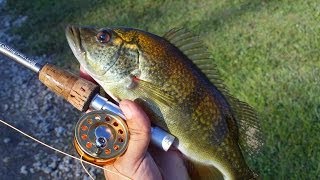 Peacock bass Hybrids with Micro Fly Reel by Penfishingrodscom [upl. by Annice]