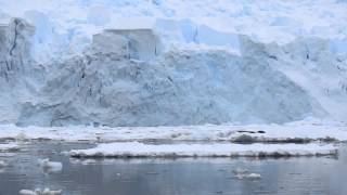 Orcas team hunting in Antarctica [upl. by Eahc]