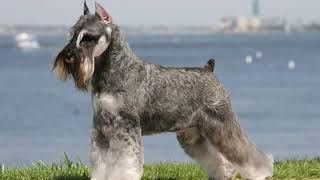 Standard Schnauzer  midsize dog breed [upl. by Corbett]