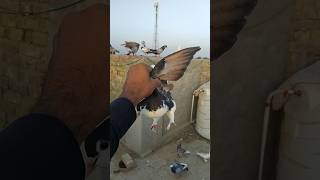 Pigeon Catching Video 😍🤗 youtube pigeon birds love shorts kabotarbazi trending yt [upl. by Lazor]