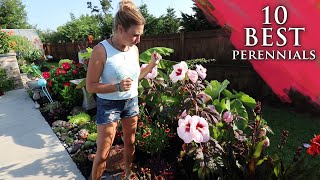 10 BEST perennials for your garden  Lots of colorful flowers [upl. by Nandor]