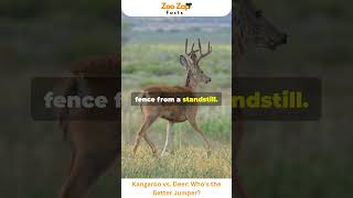 Kangaroo vs Deer Who’s the Better Jumper kangaroo deer animals viralshorts wildlife facts [upl. by Cheffetz915]