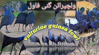 vulturine guinea fowl farming guide business idea complete informationUrdu Hindi [upl. by Adnirual]