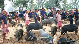 Northeast Biggest Whole Sale Pig Market in Tripura [upl. by Kylstra427]