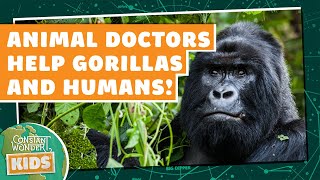 Animal Doctors Help Gorillas AND Humans [upl. by Clywd]