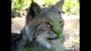 Curiosidades sobre o Lince Ibérico animals biologia portugal animaisportugal curioso [upl. by Haidabez]