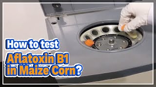 How to test Aflatoxin B1 in Maize Corn  LABOAO [upl. by Etnovad]