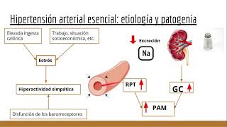 Hipertensión arterial fisiopatología y complcaciones [upl. by Mlohsihc]