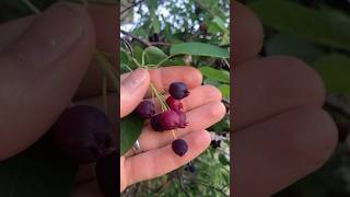 Why the Serviceberry is one of my favorite fruit trees ever UrbanGardener ￼￼ [upl. by Gish]