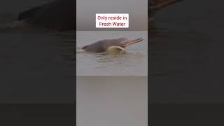 Ganges River Dolphin return to Ganga River 🌟 facts upsc motivation [upl. by Daffodil824]