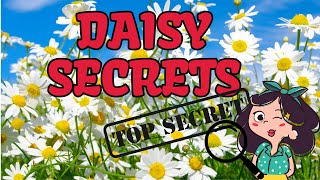 Daisy Secrets [upl. by Esiralc48]