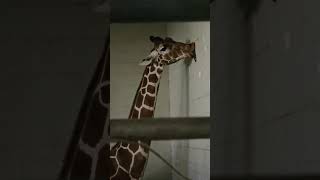 Giraffe licking wall giraffe giraffefeeding giraffes [upl. by Ylnevaeh]