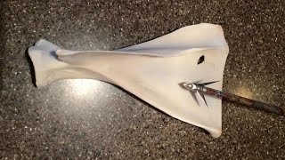 2015 Ramcat Broadhead Front Shoulder Shot ReviewIn Field and While Butchering [upl. by Jestude709]