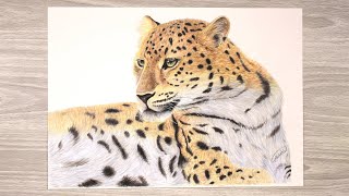 How To Draw Amur Leopard with colored pencil  Animal Drawing [upl. by Edieh]